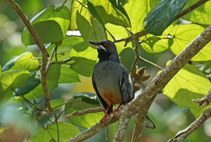 zangvogels, lijsters, Roodpootlijster, Turdus plumbeus, Las Terrazaz, Cuba,