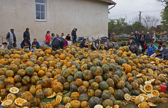 landbouw, oogst watermeloenen, pitten, Hortobagy, Hongarije