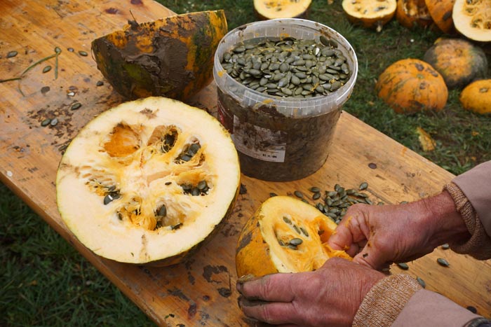 landbouw, watermeloenen, pitten, Hortobagy, Hongarije