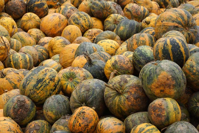 landbouw, watermeloenen, pitten, zaden, Hortobagy, Hongarije