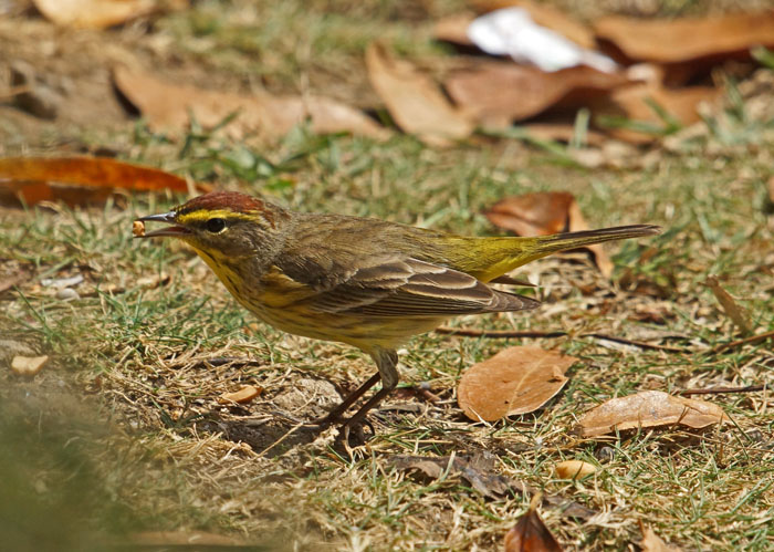 zangvogels, Palmzanger, Dendroica palmarum, Las Terrazas, Cuba
