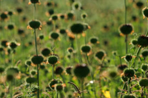 Cuba, Vinales, lipbloemen, akkers