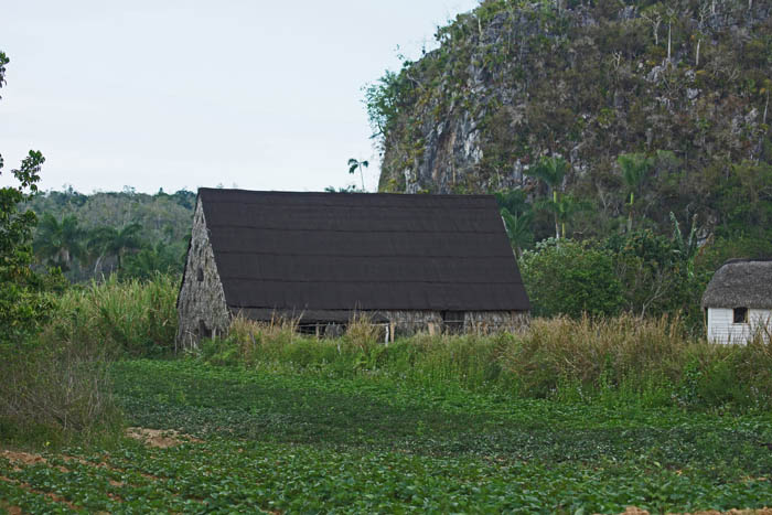 tabak, drogen, schuur, tropische landbouw, Vinales Cuba