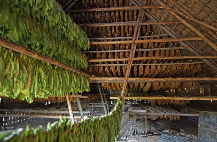 tabak, tabaksblad, drogerij, Vinales, Cuba