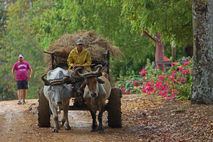 Ossenkar, hooi transport, Sierra del Chorrillo, Cuba