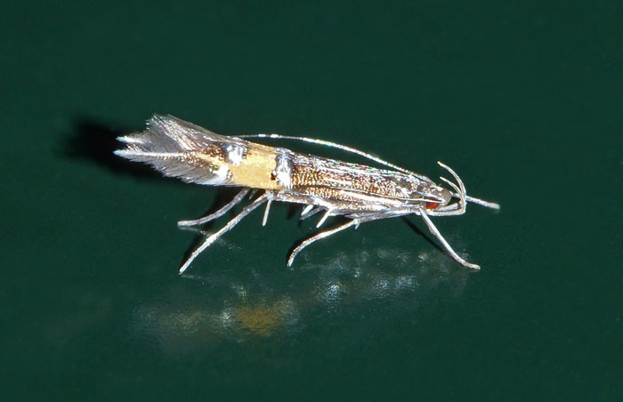 nachtvlinders, microlepidoptera, Rietprachtmot, Cosmopterix scribaiella, Texel