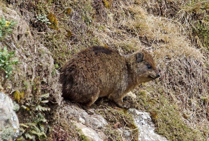 zoogdieren, Kaapse Klipdas, Rotsklipdas, Debre Birhan, Ethiopië