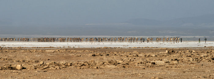 zout, saltwinning, Dromedaris, karavaan, Dallol, Danakil desert, woestijn, Afar, Ethiopië