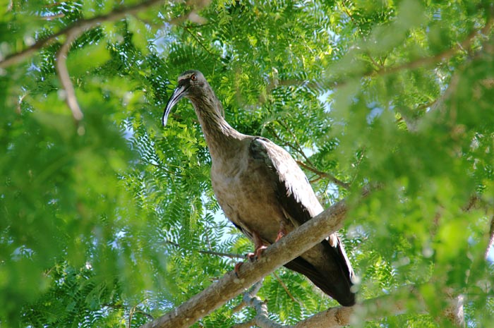 vogels, Ibissen, Grijze Ibis, Theristicus caerulescens, Pantanal, watervogels, Brazilië