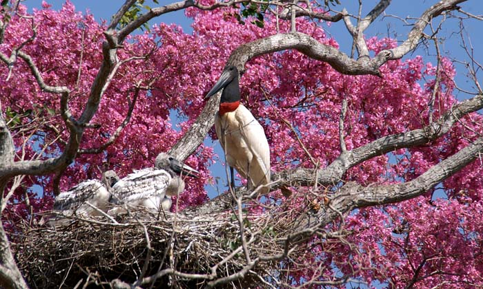 ooievaars, Jabiroe, Jabiru mycteria, nest, jongen, Tabebuie, Ipé, Brazilië