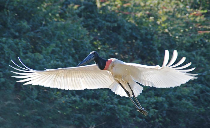 ooievaars, Jabiroe, Jabiru mycteria, Pantanal, Brazilië