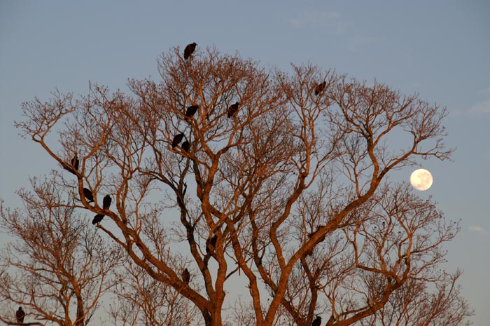 Gieren, zon, maan, Pantanal, Brazilië