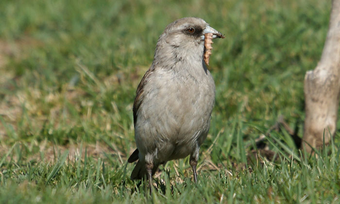 zangvogels, Taczanowaki's Sneeuwvink, Pytgilauda taczanowskii, begraasde hoogvlakte Ruo-ergei, Sichuan, West-China