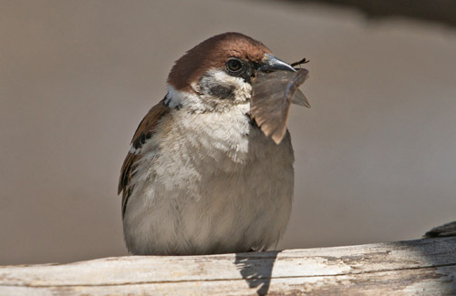 zangvogels, mussen, nestelen, Ringmus, Passer montanus, Huahu meer, West-China