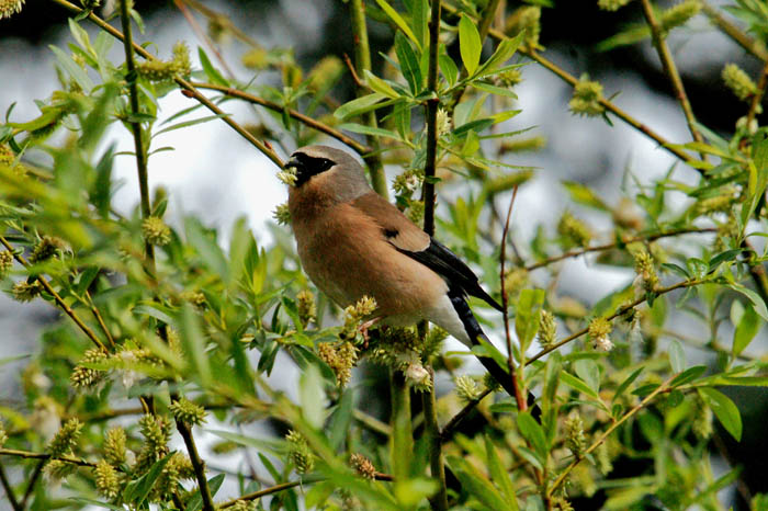 zangvogels, vinken, Grijskopgoudvink, Grey-headed Bullfinch, Pyrrhula erithaca, Baxi Forest, West-China