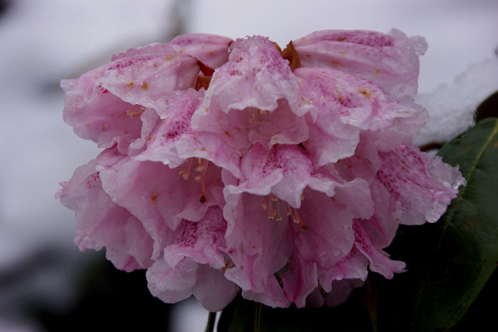 bloemplanten, Rododendron spec, bergpas, sneeuw,Mengbi Shan bij Maerkang, West-China