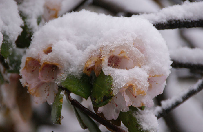 Rododendron spec, bergpas Mengbi Shan, sneeuw, Maerkang, West-China