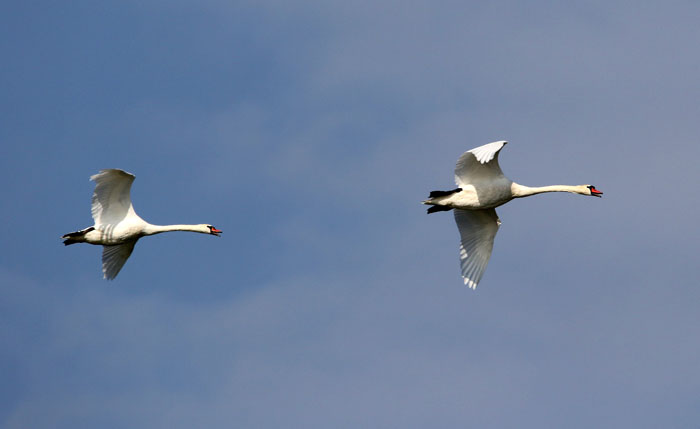 watervogls, zwanen, Knobbelzwaan, Cygnus olor, Donau-delta, Roemenië
