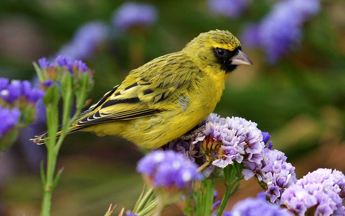 zangvogels, kanaries, Dunbekkanarie, Serinus (Crithagra) citrinelloides, African (Abyssinian) Citril, Goba, Ethiopië