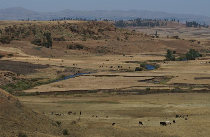 hoogvlakte, grazers, weidegrond, Sulultaplain, Ethiopië