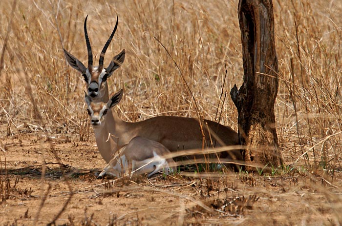 zoogdieren, Grants Gazelle, Gazella granti, savanne, Murle, Ethiopië
