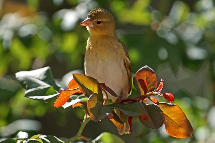 zangvogels, wevers, Ploceus spec, Adama, Ethiopië