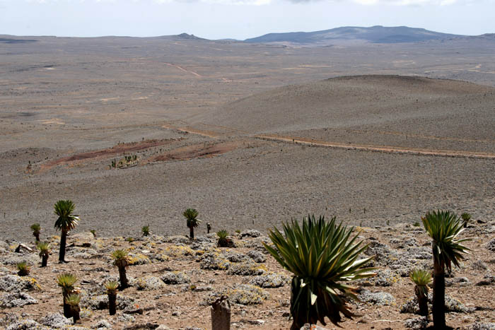 hoogvlakte, Bale Mountains Nationaal Park, Tullu deemtu, Reuzenlobelia's