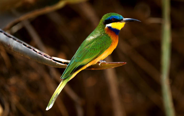 bijeneters, Ethiopische Bijeneter, Ethiopian Bee-eater, Merops lafresnayii, Melka Ghebdu, Ethiopië