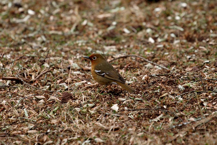 zangvogels, lijsters, Ethiopische Lijster, Zoothera piaggiae, Dinsho