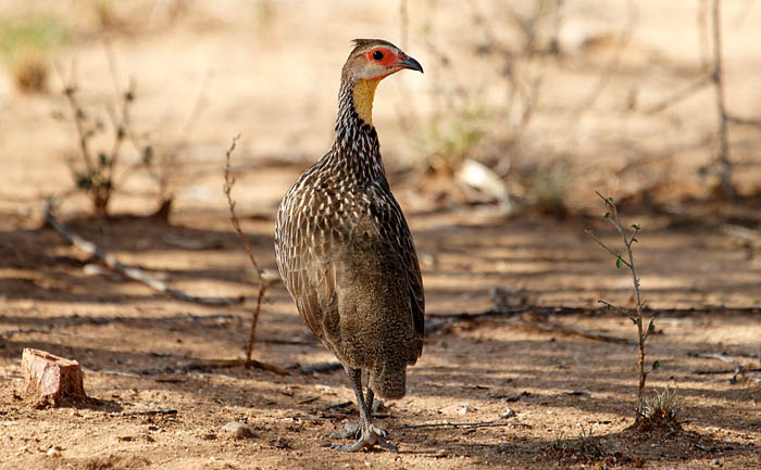 hoenders, frankolijnen, Geelkeelfrankolijn, Pernistis leucoscepus, Yellow-necked Spurfowl, Omorate, Ethiopië