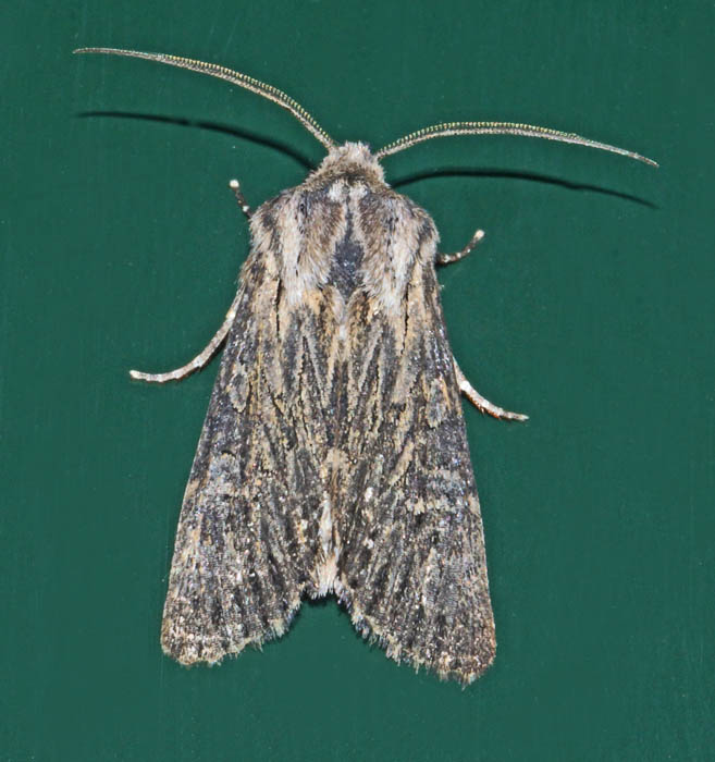 nachtvlinders, uilen, Geveerde Witvleugeluil, Aporophyla australis