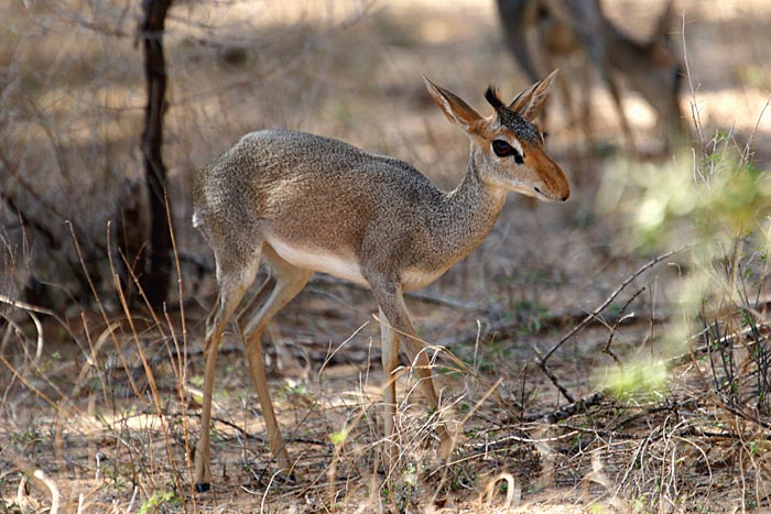 zoogdieren, dikdiks, Günthers Dikdik, Madoqua güntherii, Omorate, Ethiopië