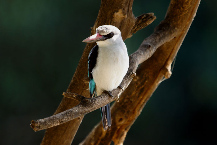 ijsvogels, Senegalijsvogel, Halcyon senegalensis, Woodland Kingfisher, Awash, Ethiopië