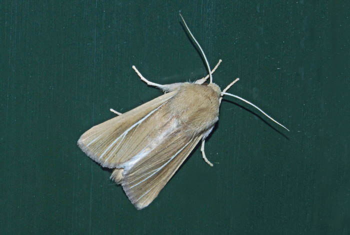 nachtvlinders, uilen, Helmgrasuil, Mythimna litoralis, duinen, Texel