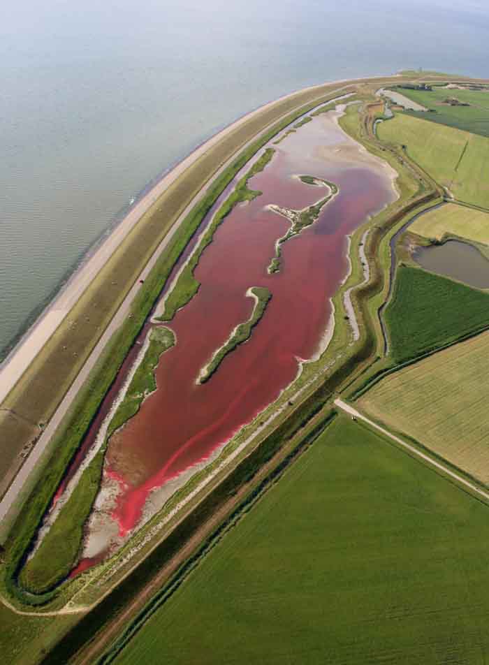 Wagejot Texel hitte Dunaliella salina en Oxyrhis marina juli 2017
