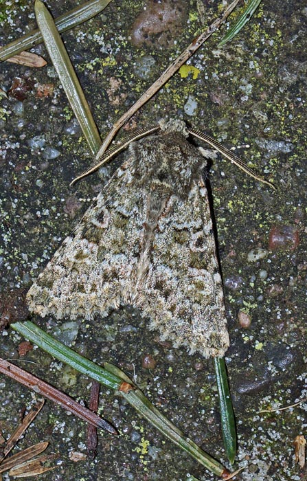 vlinders, uilen, nachtvlinder, Kustuil, Polimixis lichaenea