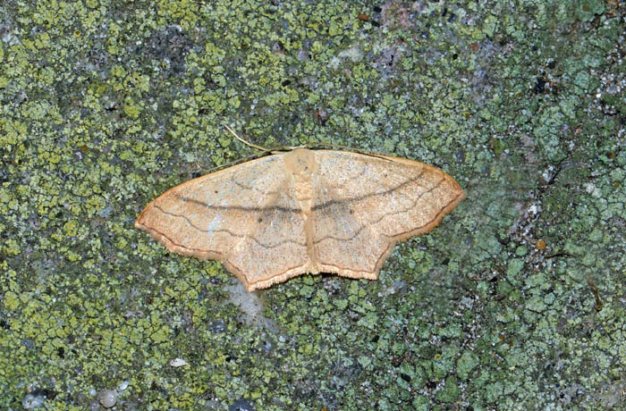 vlinders, dagvlinders, Ligusterstipspanner, Scopula imitaria, Texel