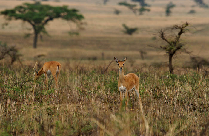 antilopen, dwergantiloop,Oribi, Ourebia ourebi, Senkelle, Ethiopië, zoogdieren