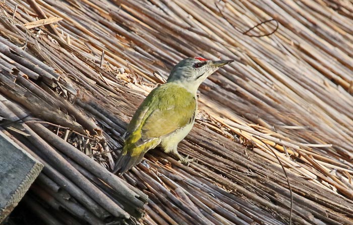 spechten, Grijskopspecht, Picus canus, Caraorman, Donau-delta, Roemenië