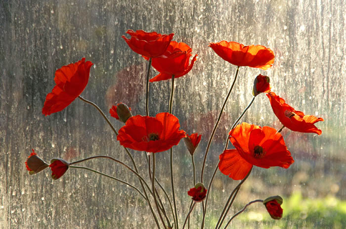 Klaprozen, weer, regen, ruit, sfeer