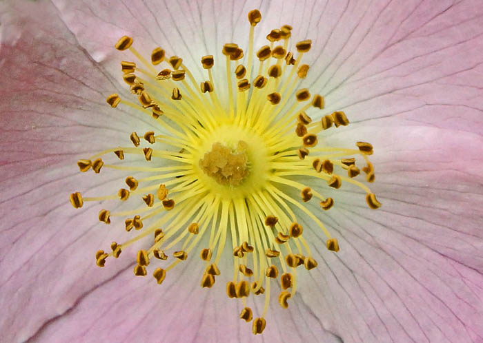 bloemen, stampers, meeldraden, Hondroos, Rosa canina