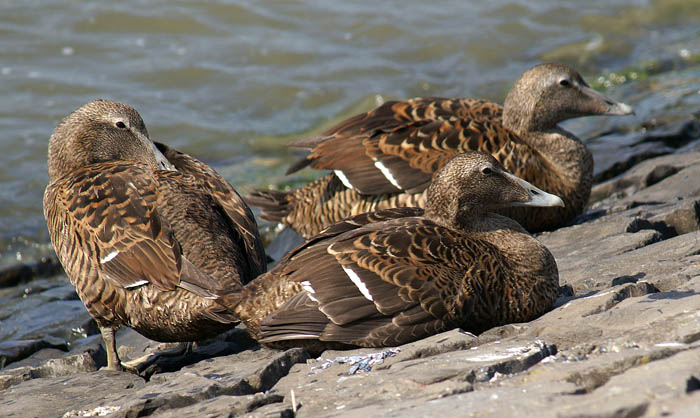 watervogels, eenden, Eidereen, Somateria mollissima, vrouwtje, Texel, waddengebied
