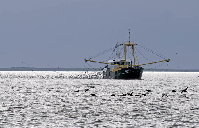 visserij, vissersschip, Waddenzee, Eidereend, Somateria mollissima
