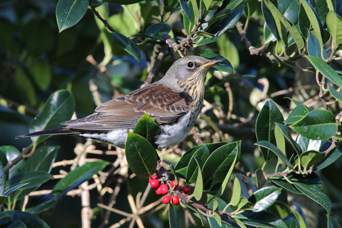 zangvogels, lijsters, Kramsvogel, Turdus pilaris, bessen, Hulst. Texel