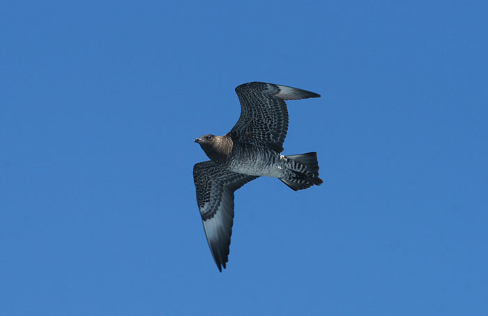 zeevogels, jagers, Middelste Jager, Stercorarius pomarinus, Pacific, Monterey, USA