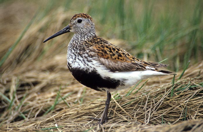 strandlopers, Bonte Strandloper, Dunlin, Calidris alpina, Oost-Siberië, Rusland