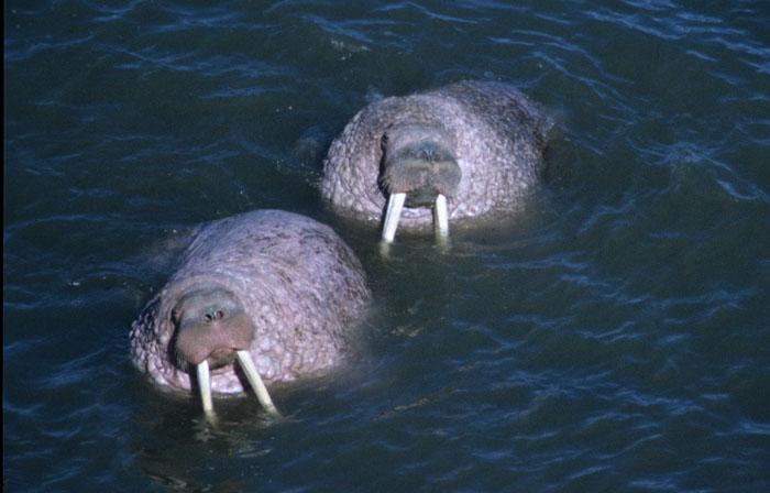 zoogdieren, zeedieren, Walrus,Odobenus rosmarus, Arakamechen, Beringstraat, Rusland