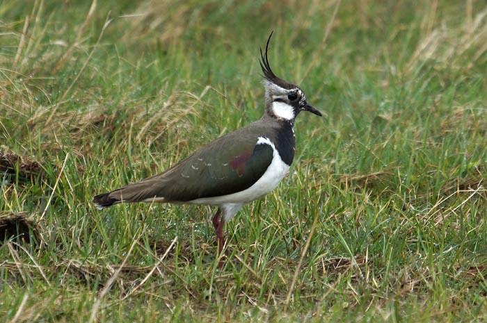weidevogels, plevieren, Kievit, Vanellus vanellus, duingrasland, Texel, waddengebied