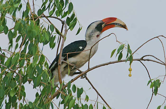neushoornvogels, Hornbills, Von der Deckens Hornbill, Tok, Arba Minch, Ethiopië