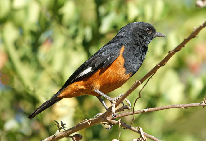 zangvogels, Witvleugelkliftapuit, Myrmecocichla (Thamnolaea) semirufa, endeem, White-winged Cliffchat, Portugese Brug, Portuguese Bridge, Ethiopië